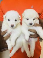 Pomeranian Puppies for sale in Basavanagara, Bengaluru, Karnataka, India. price: 3500 INR