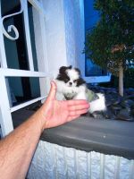 Pomeranian Puppies for sale in Miami, FL, USA. price: NA