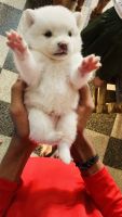 Pomeranian Puppies for sale in Kerala 695006, India. price: 5000 INR
