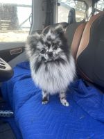 Pomeranian Puppies for sale in Palestine, TX, USA. price: NA