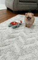 Pomeranian Puppies for sale in Houston, TX 77013, USA. price: NA