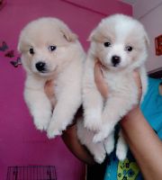 Pomeranian Puppies for sale in Rishra Railway Station, Rishra, West Bengal 712250, India. price: 12000 INR