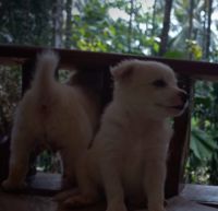 Pomeranian Puppies for sale in Kannur, Kerala, India. price: 5500 INR