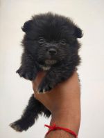 Pomeranian Puppies for sale in Karnal, Haryana, India. price: 13000 INR