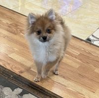 Pomeranian Puppies for sale in 210 Woodycrest Dr, Holtsville, NY 11742, USA. price: NA