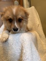 Pomeranian Puppies for sale in Finlayson, MN 55735, USA. price: NA
