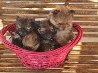 Pomeranian Puppies for sale in Le Roy, MI 49655, USA. price: NA