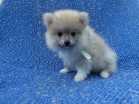 Pomeranian Puppies for sale in Hacienda Heights, CA, USA. price: NA