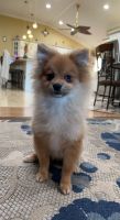 Pomeranian Puppies for sale in 210 Woodycrest Dr, Holtsville, NY 11742, USA. price: NA