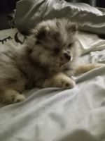 Pomeranian Puppies for sale in Parma, OH, USA. price: NA