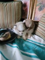 Pomeranian Puppies for sale in Clayton, MI 49235, USA. price: NA