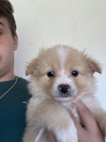 Pomeranian Puppies for sale in West Newton, PA 15089, USA. price: NA