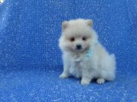 Pomeranian Puppies for sale in Whittier, CA, USA. price: NA