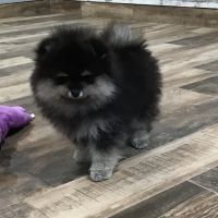 Pomeranian Puppies for sale in Coffeen, IL 62017, USA. price: NA