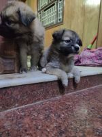 Pomeranian Puppies for sale in Balaraman Garden Salai, Parthasarathy Nagar, Manapakkam, Chennai, Tamil Nadu 600125, India. price: 2500 INR
