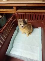 Pomeranian Puppies for sale in Brooksville, FL 34601, USA. price: NA