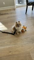 Pomeranian Puppies for sale in San Diego, CA, USA. price: NA