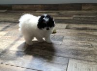 Pomeranian Puppies for sale in Coffeen, IL 62017, USA. price: NA