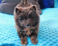 Pomeranian Puppies for sale in New York, NY, USA. price: NA
