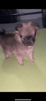 Pomeranian Puppies for sale in Mary Esther, FL 32569, USA. price: NA