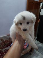 Pomeranian Puppies for sale in Danapur Cantonment, Danapur, Bihar 801503, India. price: 3500 INR