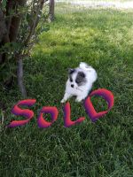 Pomeranian Puppies for sale in Winterset, OH 43755, USA. price: NA