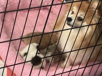 Pomeranian Puppies for sale in 304 Halsey Ave, Union, NJ 07083, USA. price: NA