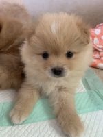 Pomeranian Puppies for sale in Strathmore, CA 93267, USA. price: NA