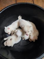 Pomeranian Puppies for sale in Alamganj Chowki, Muhammadpur, Patna, Bihar 800007. price: 4000 INR