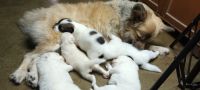 Pomeranian Puppies for sale in East Lohanipur, Lohanipur, Patna, Bihar 800003, India. price: 7000 INR