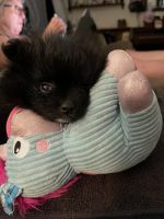 Pomeranian Puppies for sale in E Bell Rd, Phoenix, AZ, USA. price: NA
