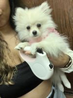 Pomeranian Puppies for sale in Davie, FL, USA. price: NA