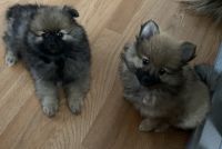 Pomeranian Puppies for sale in Bullhead City, AZ, USA. price: NA