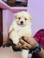 Pomeranian Puppies for sale in Thiruvananthapuram, Kerala, India. price: 5000 INR