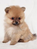 Pomeranian Puppies for sale in Eatonville, WA 98328, USA. price: NA
