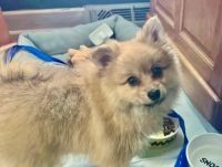 Pomeranian Puppies for sale in Summit, IL, USA. price: NA