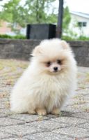 Pomeranian Puppies for sale in Des Plaines, IL, USA. price: NA