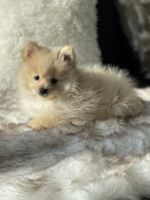 Pomeranian Puppies for sale in Los Angeles, CA 90015, USA. price: NA