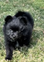 Pomeranian Puppies for sale in GLMN HOT SPGS, CA 92583, USA. price: NA