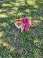 Pomeranian Puppies for sale in Denver, CO, USA. price: NA
