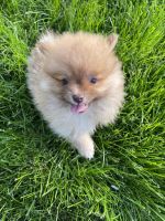 Pomeranian Puppies for sale in Pleasant Prairie, WI, USA. price: NA