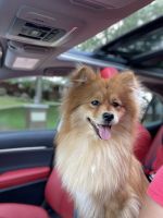 Pomeranian Puppies for sale in Hernando, MS, USA. price: NA