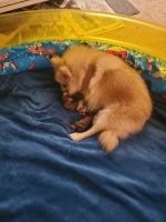 Pomeranian Puppies for sale in Shelton, CT 06484, USA. price: NA