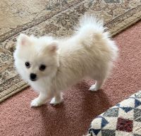 Pomeranian Puppies for sale in Amesbury, MA, USA. price: NA