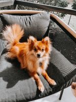 Pomeranian Puppies for sale in Medina County, OH, USA. price: NA