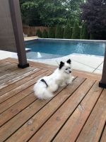 Pomeranian Puppies for sale in Denver, NC, USA. price: NA