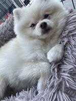 Pomeranian Puppies for sale in Woodland Hills, CA 91367, USA. price: NA