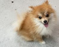 Pomeranian Puppies for sale in Los Angeles, CA 90011, USA. price: NA
