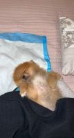 Pomeranian Puppies for sale in Queens, NY, USA. price: NA