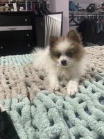 Pomeranian Puppies for sale in Newark, OH, USA. price: NA